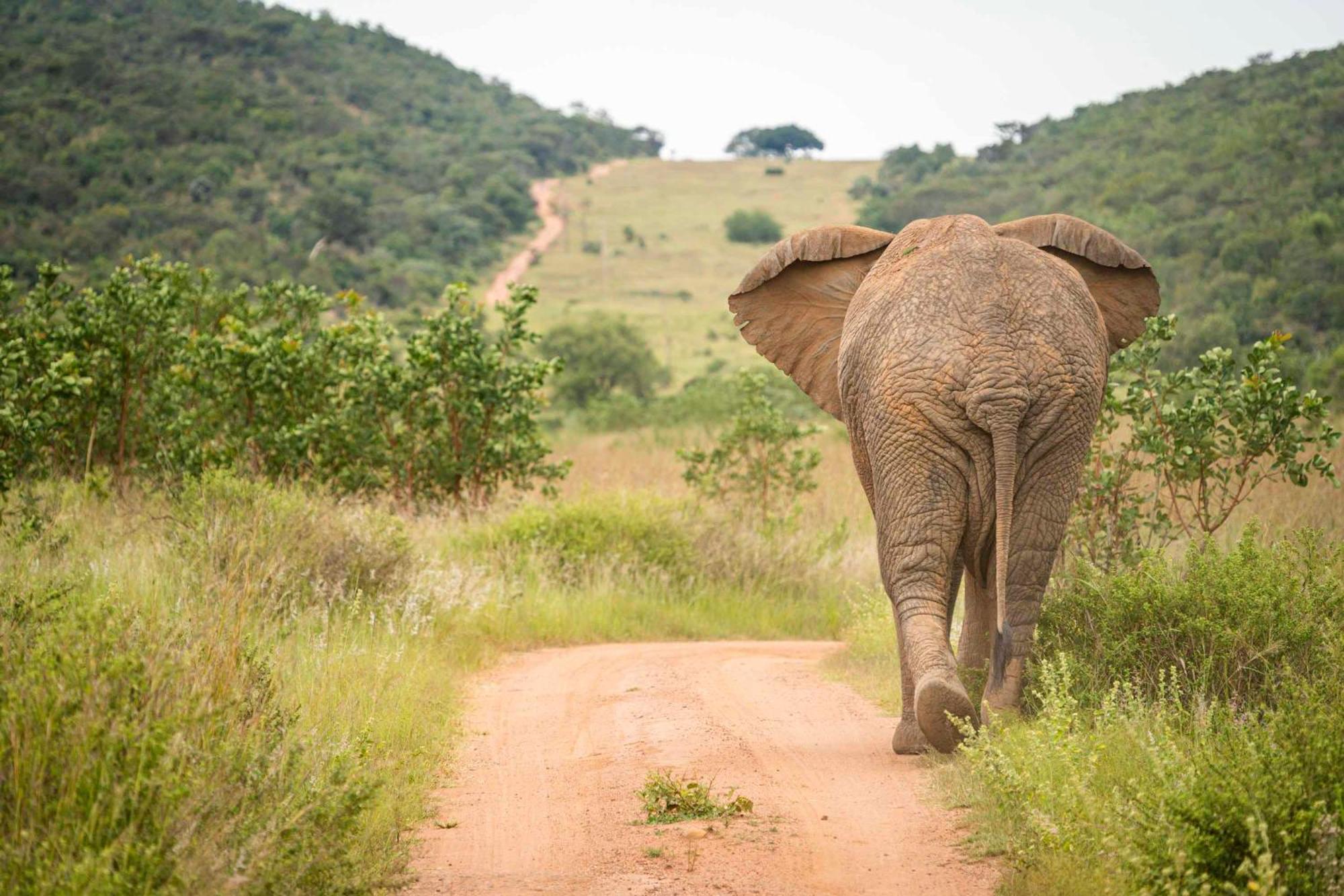 Tshwene Lodge Ваалвотер Екстер'єр фото