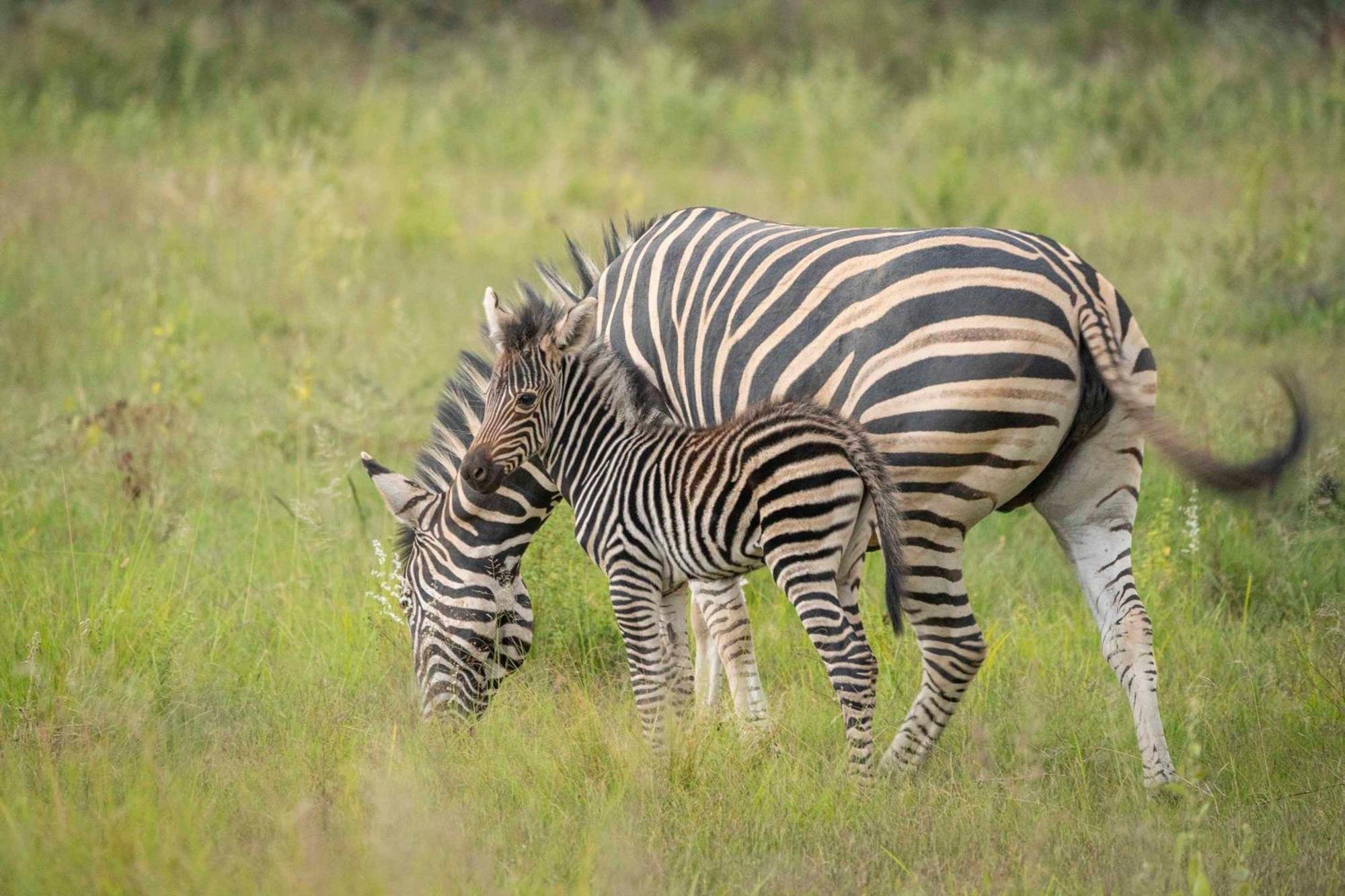 Tshwene Lodge Ваалвотер Екстер'єр фото