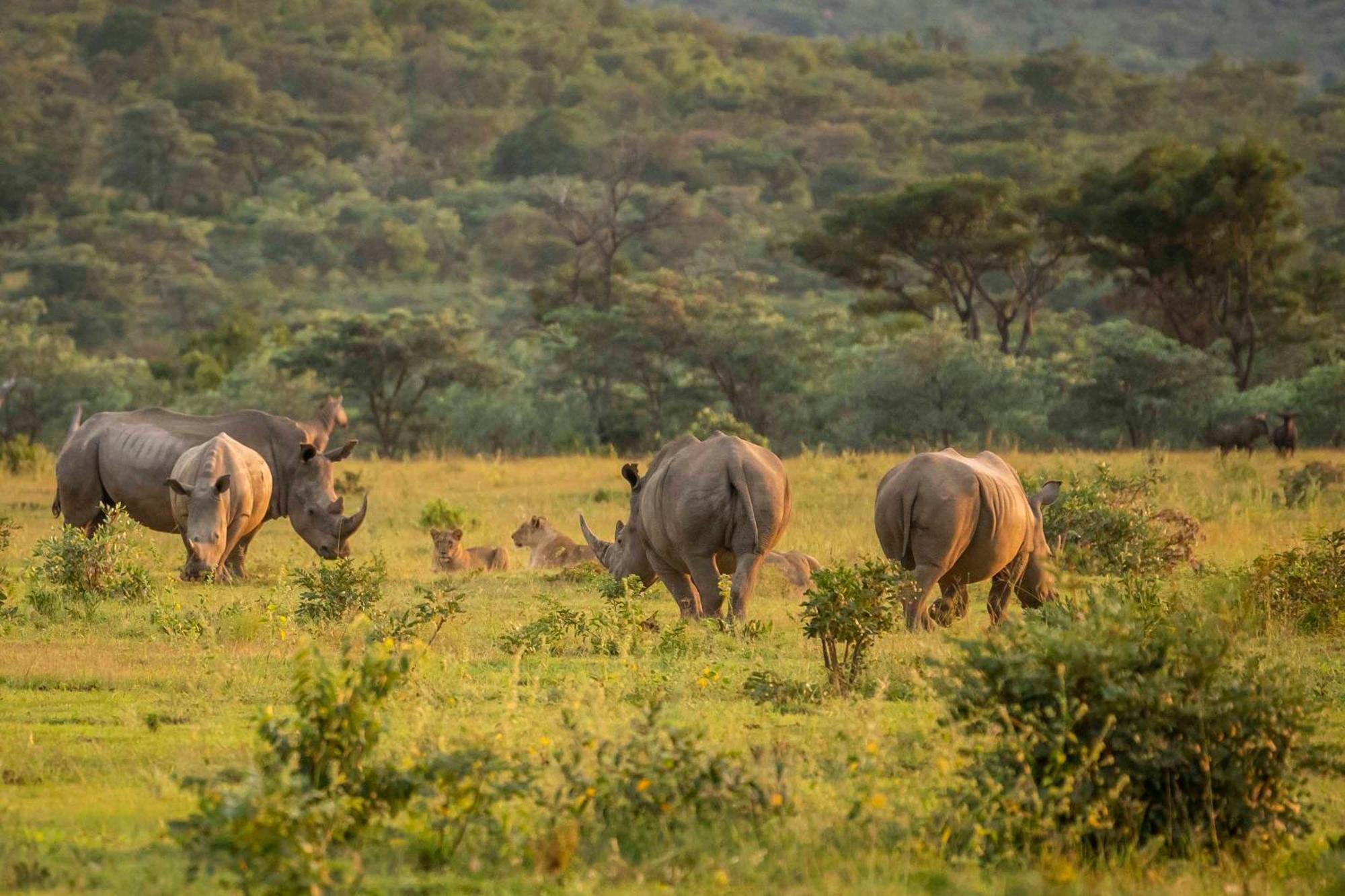 Tshwene Lodge Ваалвотер Екстер'єр фото