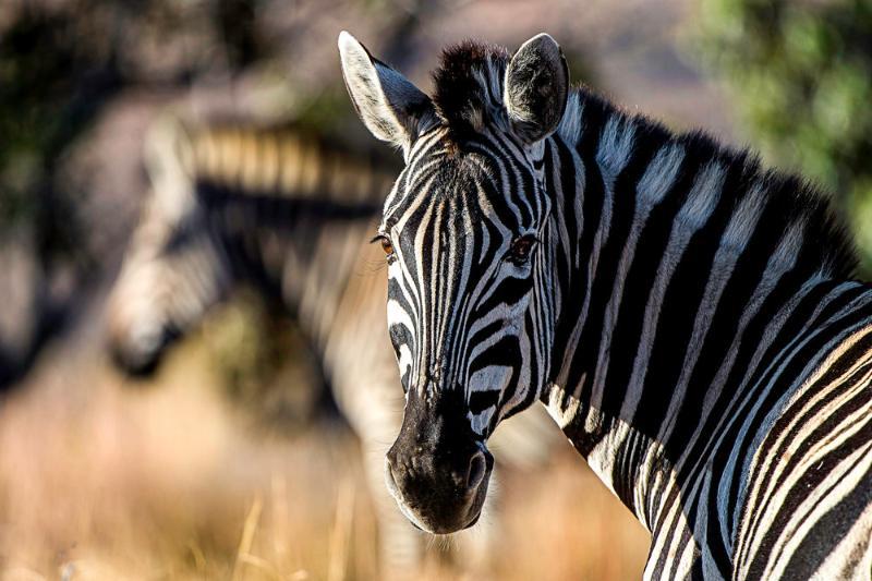 Tshwene Lodge Ваалвотер Екстер'єр фото