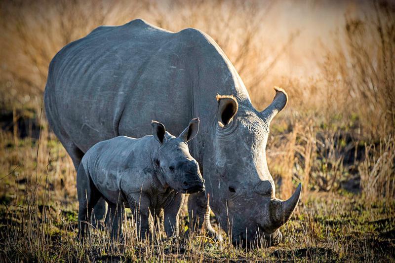 Tshwene Lodge Ваалвотер Екстер'єр фото