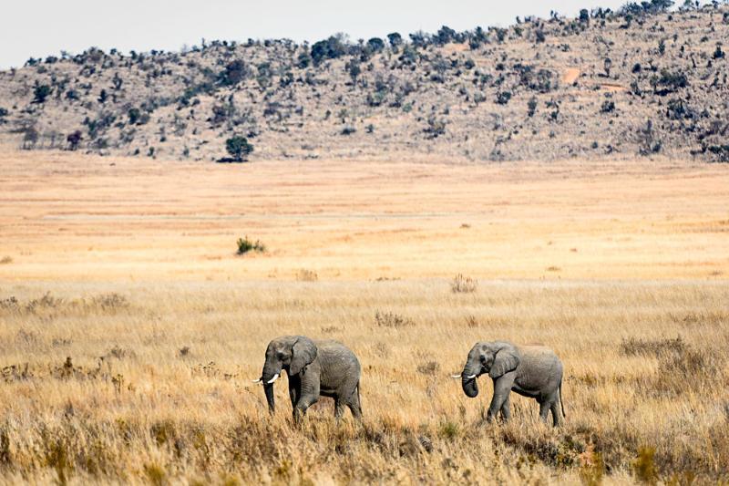 Tshwene Lodge Ваалвотер Екстер'єр фото